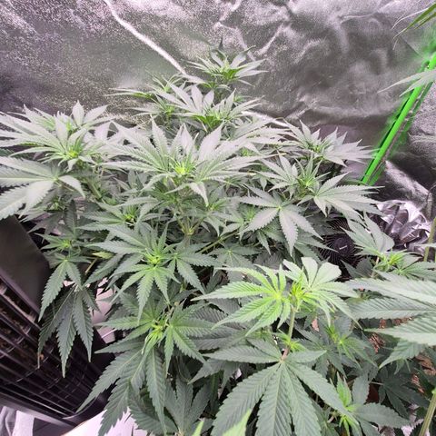 Tangerine dream 🌴 (60-65bt)  growlog timeline photo