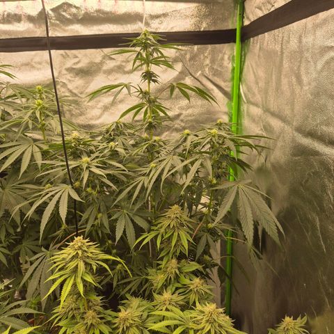 Ice cream cake 🍰 & permanent marker🖊(65-73bt) growlog timeline photo