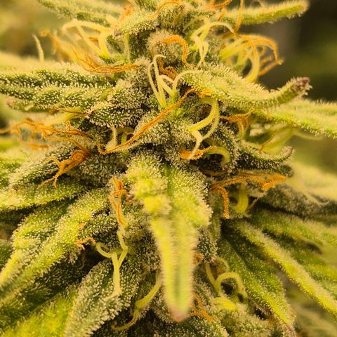WTF- Königin Mimosa evo 👑👑👑 (65-70bt) growlog timeline photo
