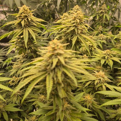 WTF- Königin Mimosa evo 👑👑👑 (65-70bt) growlog timeline photo
