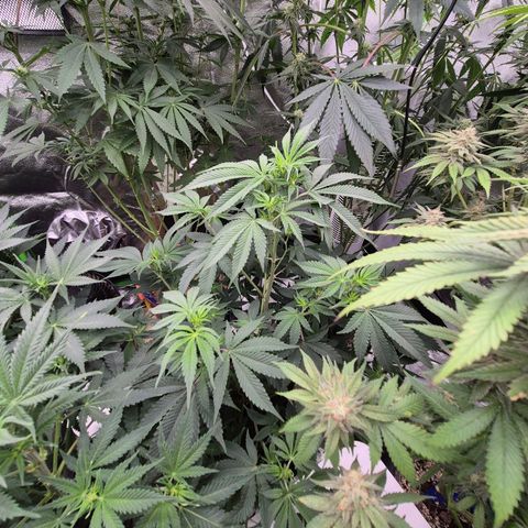 Mimosa evo stecki  🍊🍋🍍 (65-70bt) growlog timeline photo