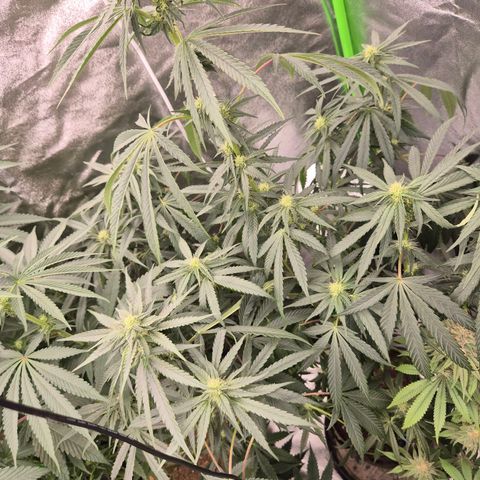 Ice cream cake 🍰 & permanent marker🖊(65-73bt) growlog timeline photo
