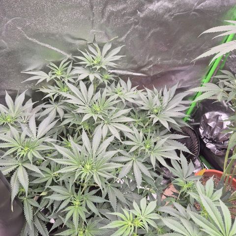 Tangerine dream 🌴 (60-65bt)  growlog timeline photo