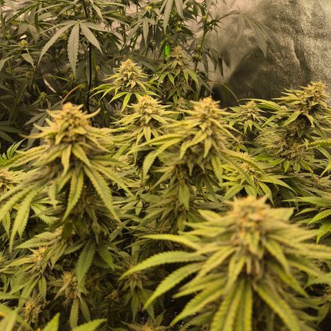 WTF- Königin Mimosa evo 👑👑👑 (65-70bt) growlog timeline photo