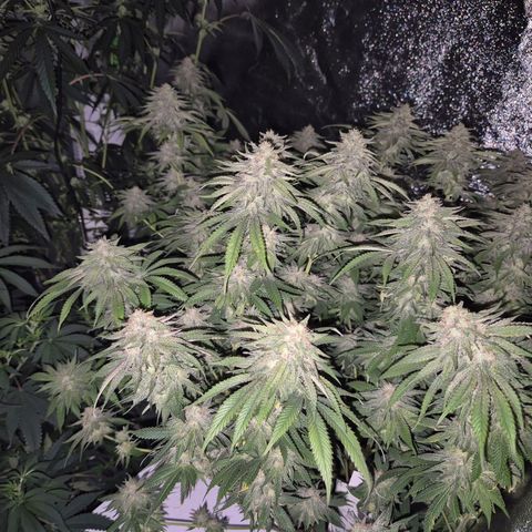 WTF- Königin Mimosa evo 👑👑👑 (65-70bt) growlog timeline photo