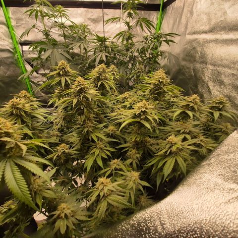 WTF- Königin Mimosa evo 👑👑👑 (65-70bt) growlog timeline photo