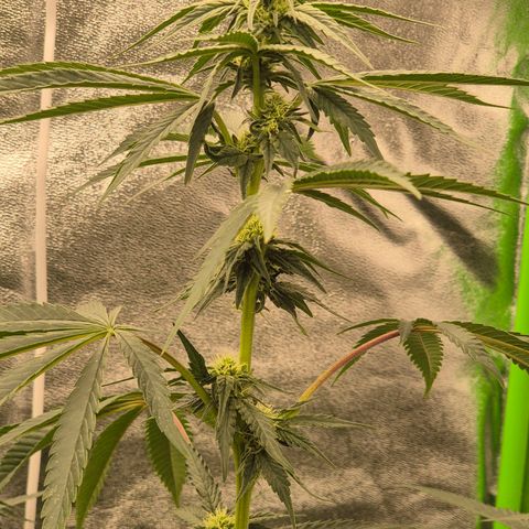 Ice cream cake 🍰 & permanent marker🖊(65-73bt) growlog timeline photo