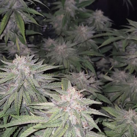 WTF- Königin Mimosa evo 👑👑👑 (65-70bt) growlog timeline photo