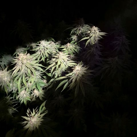WTF- Königin Mimosa evo 👑👑👑 (65-70bt) growlog timeline photo