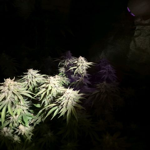 WTF- Königin Mimosa evo 👑👑👑 (65-70bt) growlog timeline photo