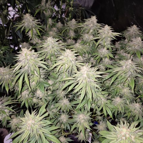 WTF- Königin Mimosa evo 👑👑👑 (65-70bt) growlog timeline photo