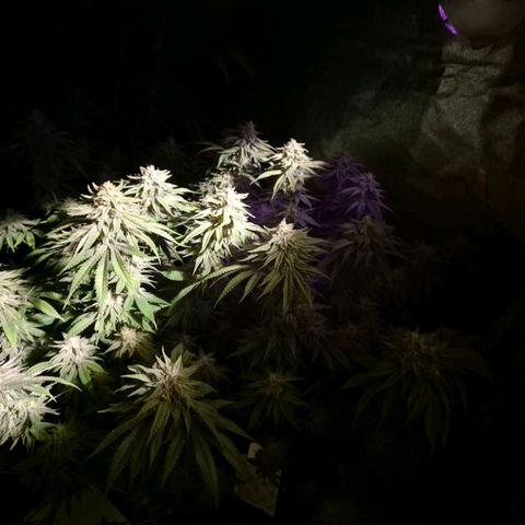 WTF- Königin Mimosa evo 👑👑👑 (65-70bt) growlog timeline photo