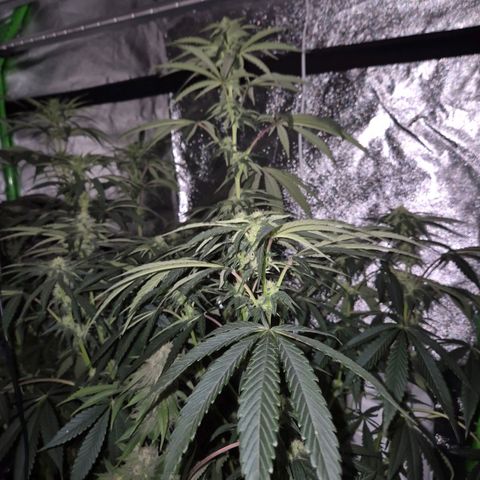 Ice cream cake 🍰 & permanent marker🖊(65-73bt) growlog timeline photo