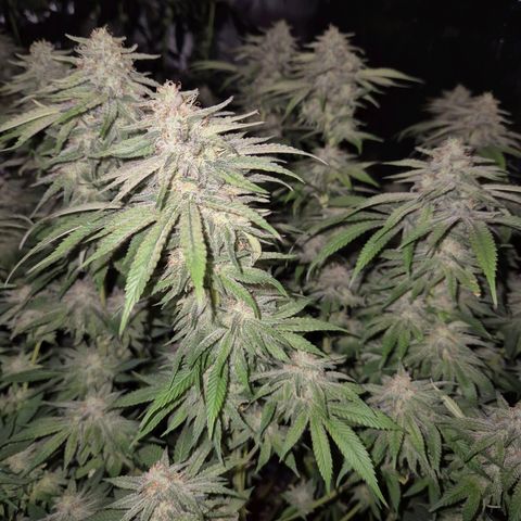 WTF- Königin Mimosa evo 👑👑👑 (65-70bt) growlog timeline photo