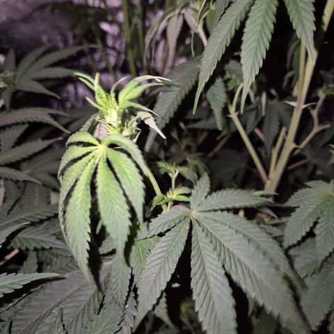 Mimosa evo stecki  🍊🍋🍍 (65-70bt) growlog timeline photo
