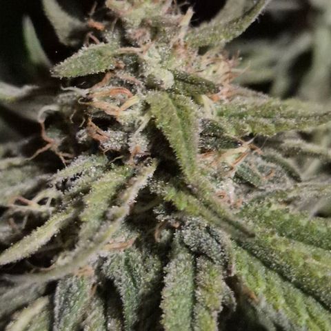 WTF- Königin Mimosa evo 👑👑👑 (65-70bt) growlog timeline photo