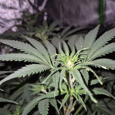 Tangerine dream 🌴 (60-65bt)  growlog timeline photo