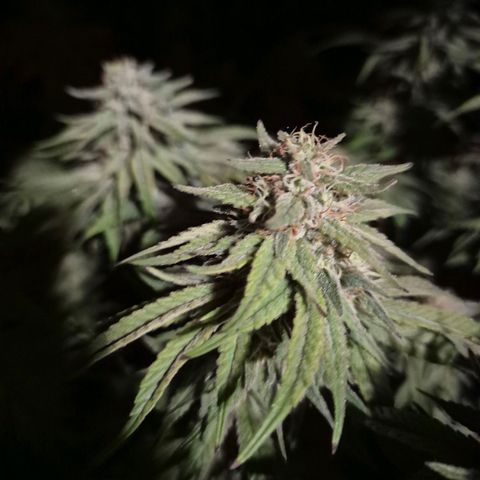 WTF- Königin Mimosa evo 👑👑👑 (65-70bt) growlog timeline photo