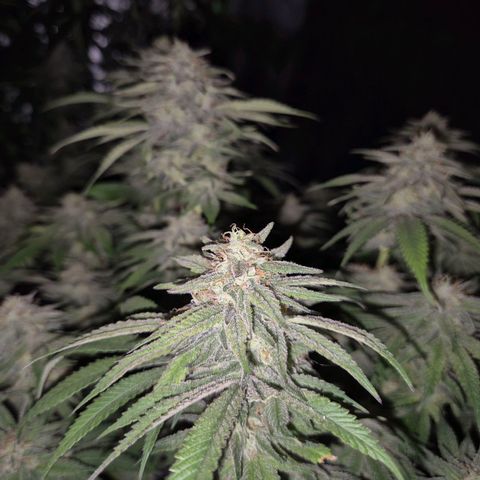 WTF- Königin Mimosa evo 👑👑👑 (65-70bt) growlog timeline photo