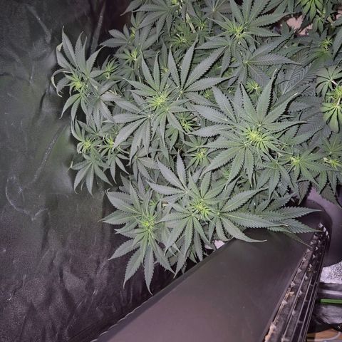 Tangerine dream 🌴 (60-65bt)  growlog timeline photo