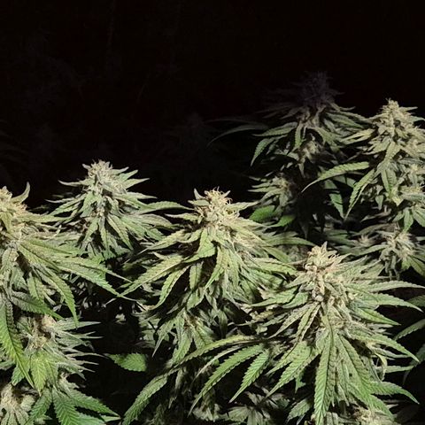 WTF- Königin Mimosa evo 👑👑👑 (65-70bt) growlog timeline photo