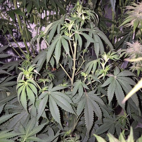 Mimosa evo stecki  🍊🍋🍍 (65-70bt) growlog timeline photo