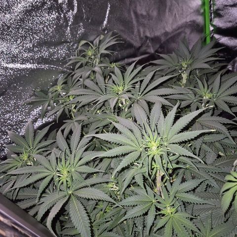 Tangerine dream 🌴 (60-65bt)  growlog timeline photo