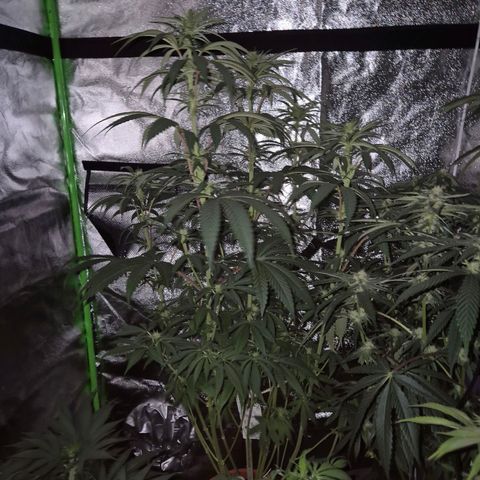ICE 💚🧊 (63-70bt) growlog timeline photo