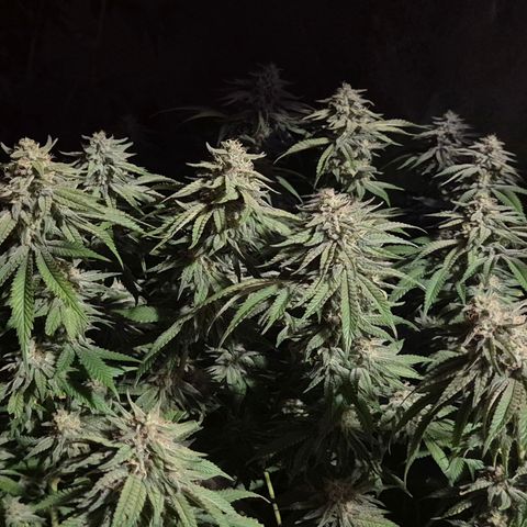 WTF- Königin Mimosa evo 👑👑👑 (65-70bt) growlog timeline photo