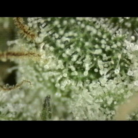 WTF- Königin Mimosa evo 👑👑👑 (65-70bt) growlog timeline photo