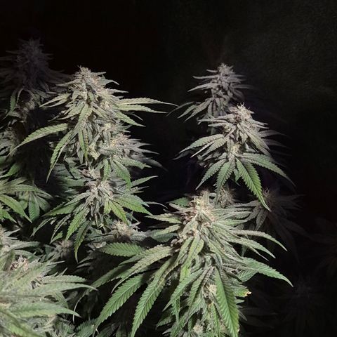 WTF- Königin Mimosa evo 👑👑👑 (65-70bt) growlog timeline photo