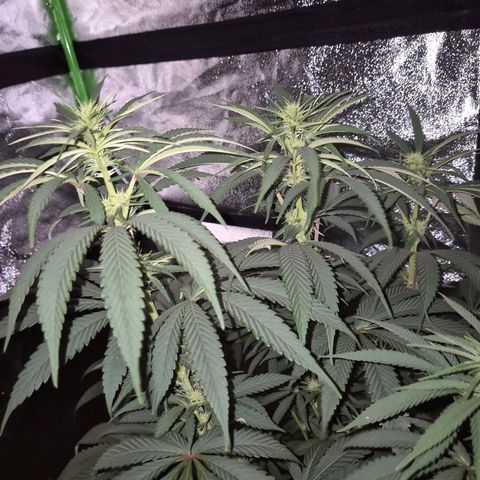 ICE 💚🧊 (63-70bt) growlog timeline photo