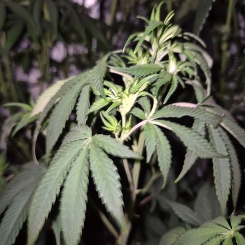 Mimosa evo stecki  🍊🍋🍍 (65-70bt) growlog timeline photo