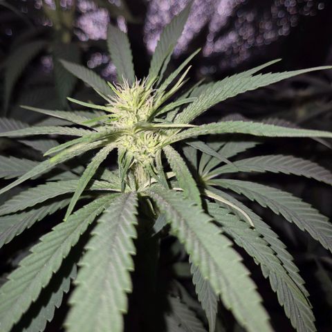 ICE 💚🧊 (63-70bt) growlog timeline photo