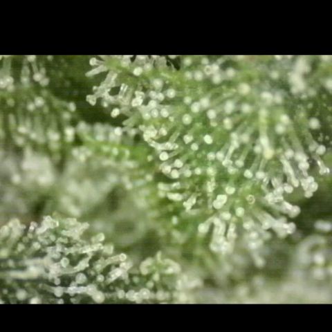 WTF- Königin Mimosa evo 👑👑👑 (65-70bt) growlog timeline photo