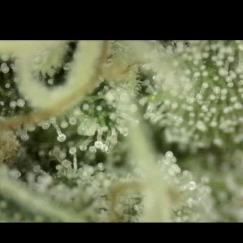 WTF- Königin Mimosa evo 👑👑👑 (65-70bt) growlog timeline photo