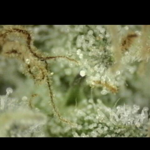 WTF- Königin Mimosa evo 👑👑👑 (65-70bt) growlog timeline photo