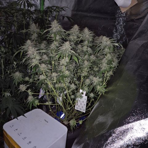WTF- Königin Mimosa evo 👑👑👑 (65-70bt) growlog timeline photo