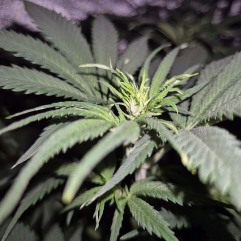 Tangerine dream 🌴 (60-65bt)  growlog timeline photo