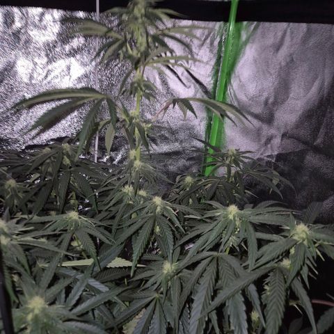 Ice cream cake 🍰 & permanent marker🖊(65-73bt) growlog timeline photo