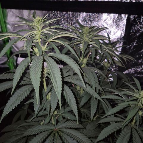 ICE 💚🧊 (63-70bt) growlog timeline photo