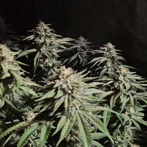 WTF- Königin Mimosa evo 👑👑👑 (65-70bt) growlog timeline photo