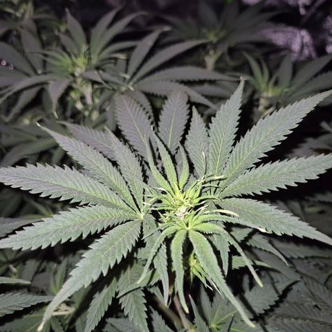 Tangerine dream 🌴 (60-65bt)  growlog timeline photo