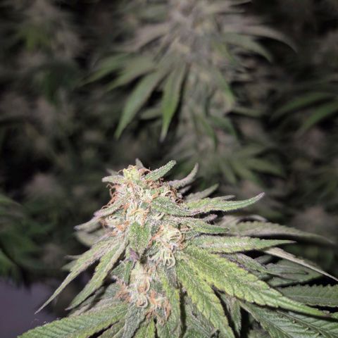 WTF- Königin Mimosa evo 👑👑👑 (65-70bt) growlog timeline photo