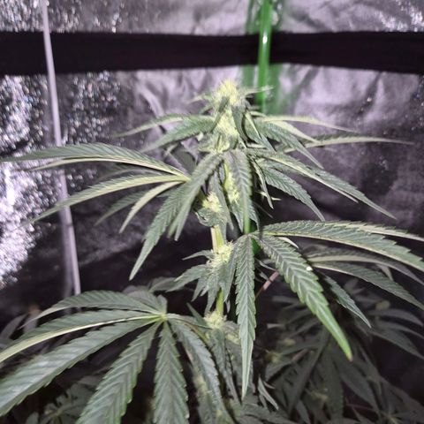 Ice cream cake 🍰 & permanent marker🖊(65-73bt) growlog timeline photo