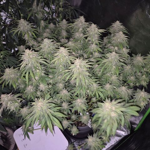 WTF- Königin Mimosa evo 👑👑👑 (65-70bt) growlog timeline photo