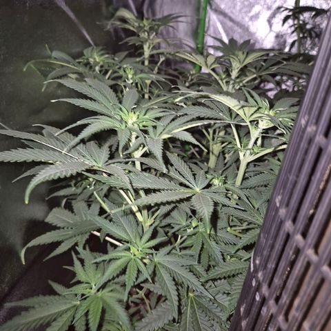 Tangerine dream 🌴 (60-65bt)  growlog timeline photo