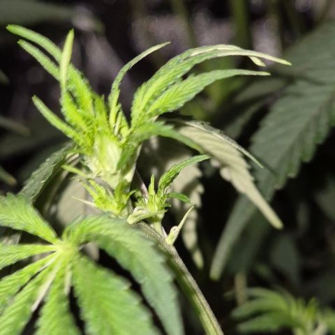 Mimosa evo stecki  🍊🍋🍍 (65-70bt) growlog timeline photo