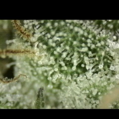 WTF- Königin Mimosa evo 👑👑👑 (65-70bt) growlog timeline photo