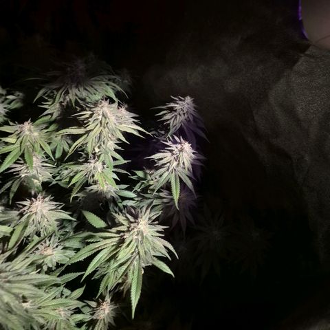 WTF- Königin Mimosa evo 👑👑👑 (65-70bt) growlog timeline photo